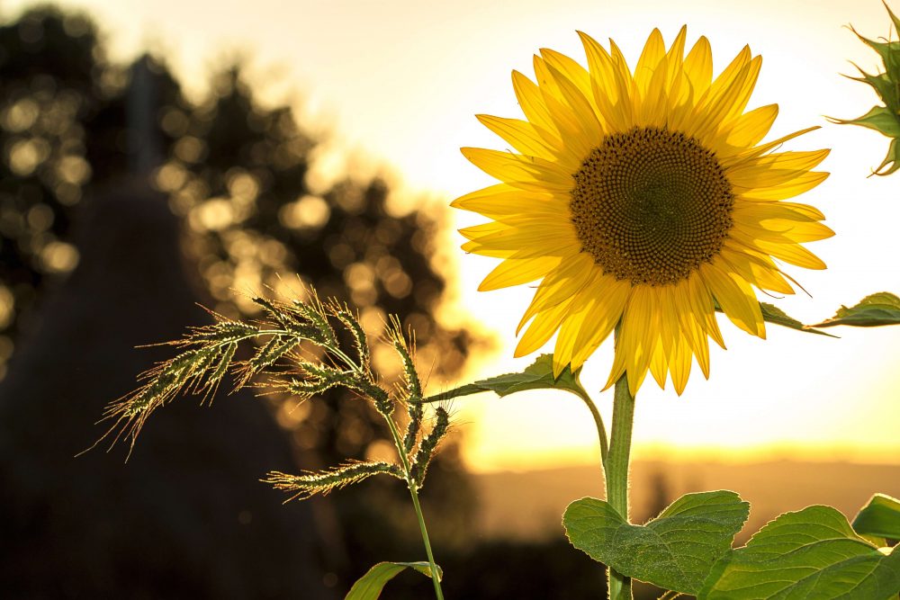 You are my Sunshine Banjo